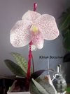 Paphiopedilum Vanda Pearman(bellatulum 'High Ball' x delenatii 'Gigantic')(Orchid Inn) (4)